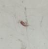 Nabis pseudoferus pseudoferus